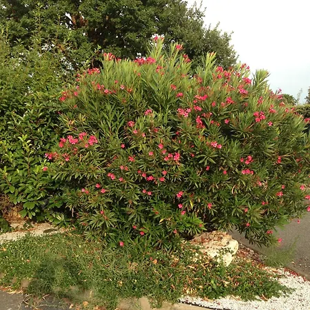 Hotel Lidotel Ramonville-Saint-Agne